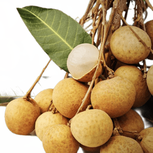 longan